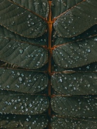 Leafy Waterdrops