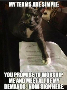 cat contract
