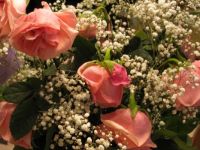 PINK ROSES