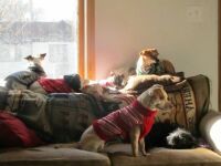 My Furry Kids-Piper, Issy, Jabba roo, Peanut, Tonka, and Coco