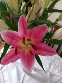 Pink Lily