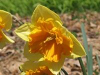 One of 20,000 different daffodils!