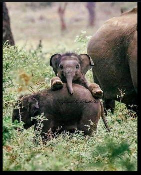 Ridiculously photogenic baby elephant