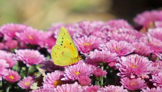 Yellow Butterfly on Pink Flowers at Arkalon