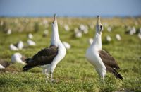 Laysan Albatross courting pair, Midway Atoll