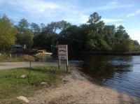 There are Many Manatees in the Wakulla River !