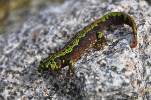 Solve salamander jigsaw puzzle online with 187 pieces