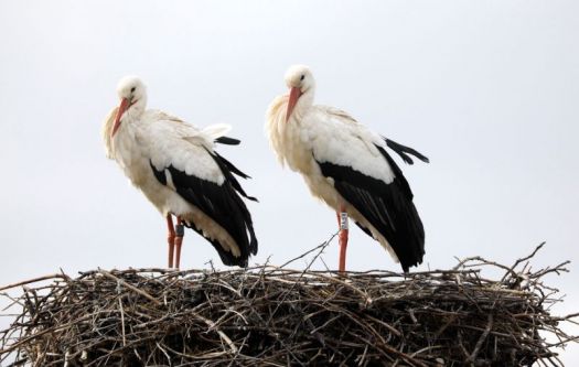 Little White Storks on the way soon?