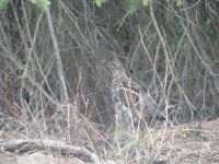 Ruffed grouse