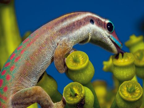 Ornate Day Gecko, Mauritius