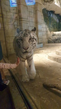 White tiger at Houston Aquarium.