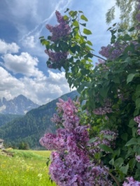 Dolomites lilacs