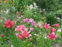 lilies