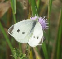 Cabbage white butterfly.