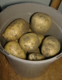 2025.07 - Allotment - New Charlotte Potatoes from a Fellow Allotment Holder (Resize: 12 - 252 Pieces)