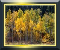 Theme:  trees - Aspen starting to turn yellow and green