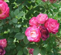 CanCan Climbing Rose 2nd