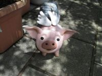 flying piggy