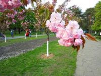 Sakura in Kyiv