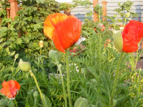 Hops and Poppies