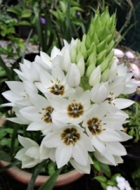 Chincherinchee