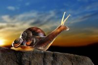 Sunset Snails (Easy)