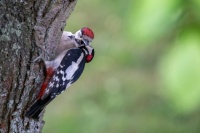 great-spotted-woodpeckers