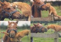 animal friends