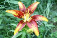 SPATTERED LILY