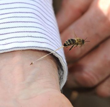 Honeybee's final sting