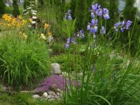 Japanese iris, daylilies and thyme