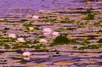Blooming Water Lilies