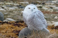 Snowy Owl at Rest