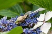 Frog on Flowers