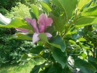 Japanese Magnolia