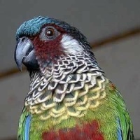 Parrot