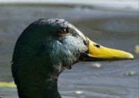 Mallard Male