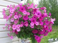 petunia basket