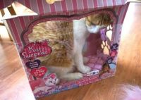 Frankie in the Kitty Surprise box