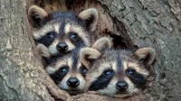 Picture Perfect Local Baby Raccoons by Kevin Biskaborn