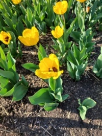 Lacey edged tulips