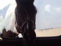 May I come in?