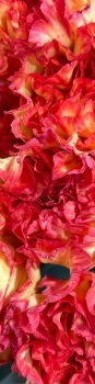 Skinny carnations