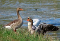 greylag geese (grauwe ganzen)