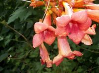 Trumpet Flowers