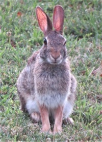 Mr Hare