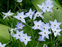 Spring Starflower / Voorjaarsster