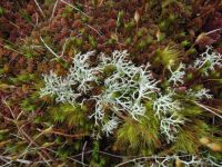Moss I 