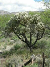 Agua Caliente Park