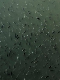 lots of little fish in the river